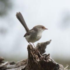 Malurus cyaneus at Belconnen, ACT - 25 May 2014