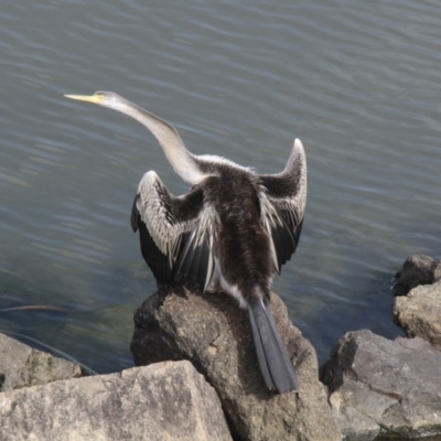 Anhinga novaehollandiae (Australasian Darter) at Belconnen, ACT - 25 May 2014 by AlisonMilton