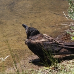 Corvus coronoides (Australian Raven) at Belconnen, ACT - 28 Dec 2015 by Alison Milton