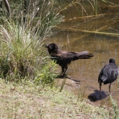 Corvus coronoides at Belconnen, ACT - 28 Dec 2015