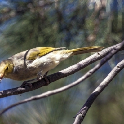 Ptilotula penicillata (White-plumed Honeyeater) at Belconnen, ACT - 20 Mar 2016 by AlisonMilton