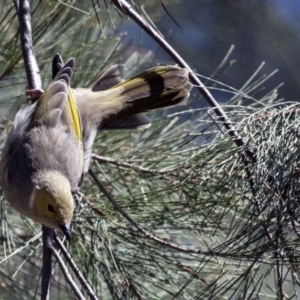 Ptilotula penicillata at Belconnen, ACT - 20 Mar 2016