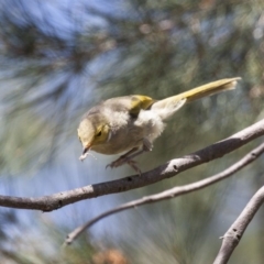 Ptilotula penicillata at Belconnen, ACT - 20 Mar 2016