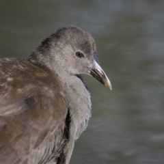 Gallinula tenebrosa (Dusky Moorhen) at Belconnen, ACT - 19 Mar 2016 by Alison Milton