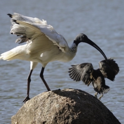 Threskiornis molucca (Australian White Ibis) at Belconnen, ACT - 20 Mar 2016 by Alison Milton