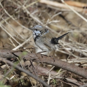 Malurus cyaneus at Belconnen, ACT - 20 Mar 2016 12:21 PM