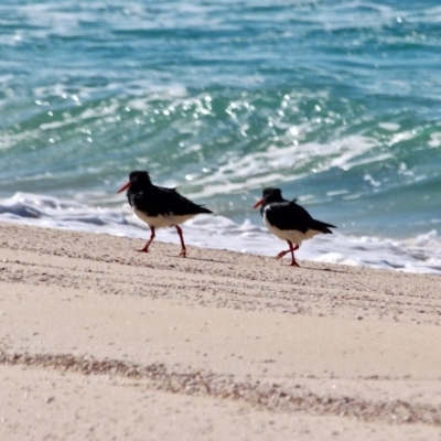 Haematopus longirostris (Australian Pied Oystercatcher) at Eden, NSW - 1 Aug 2017 by RossMannell