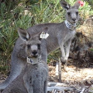 Macropus giganteus at Acton, ACT - 6 Jan 2017