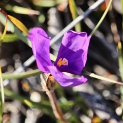 Patersonia sp. at Eden, NSW - 1 Aug 2017 by RossMannell