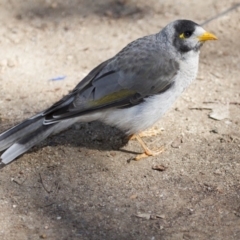 Manorina melanocephala (Noisy Miner) at Belconnen, ACT - 20 Mar 2016 by AlisonMilton