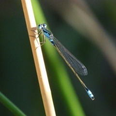 Ischnura heterosticta (Common Bluetail Damselfly) at Karabar, NSW - 16 Jan 2017 by roymcd