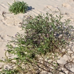 Cakile sp. (Sea Rocket) at Eden, NSW - 2 Aug 2017 by RossMannell