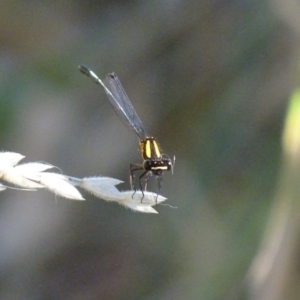 Nososticta solida at Karabar, NSW - 16 Jan 2017