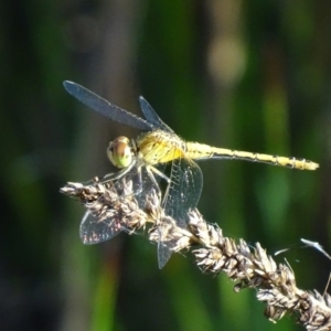 Diplacodes bipunctata at Karabar, NSW - 16 Jan 2017