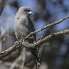 Artamus cyanopterus (Dusky Woodswallow) at Belconnen, ACT - 26 Mar 2016 by Alison Milton