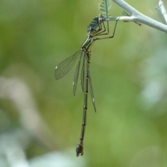 Synlestes weyersii tillyardi (Bronze Needle) at Booth, ACT - 6 Mar 2017 by roymcd