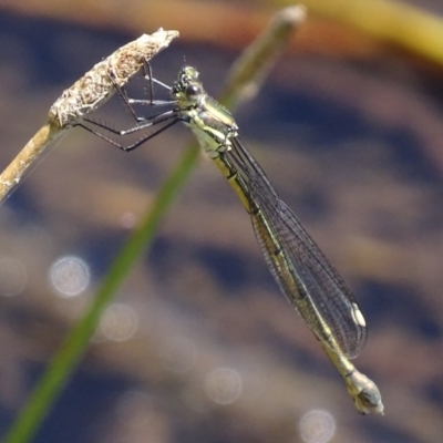 Synlestes weyersii (Bronze Needle) at Rendezvous Creek, ACT - 6 Mar 2017 by roymcd