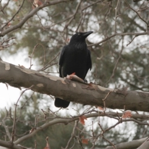 Corvus coronoides at Belconnen, ACT - 20 May 2016 06:51 AM