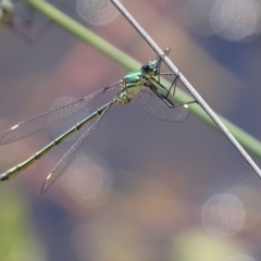 Synlestes weyersii tillyardi (Bronze Needle) at Rendezvous Creek, ACT - 6 Mar 2017 by roymcd