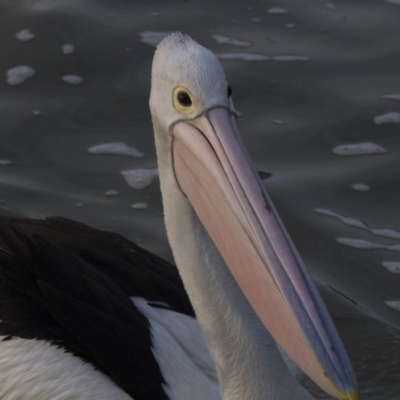 Pelecanus conspicillatus (Australian Pelican) at Belconnen, ACT - 29 Jul 2016 by AlisonMilton