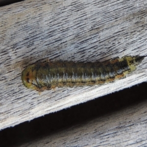 Pterygophorus sp. (genus) at Conder, ACT - 24 Apr 2016 05:39 PM