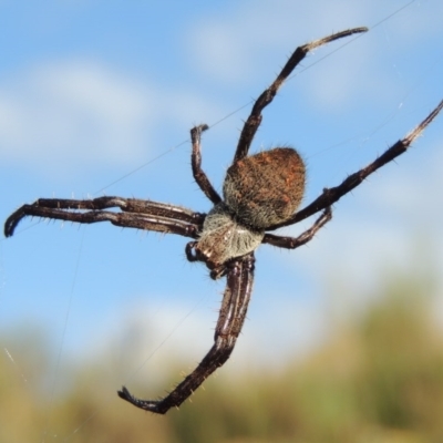 Hortophora sp. (genus) (Garden orb weaver) at Old Tuggeranong TSR - 17 Feb 2016 by michaelb