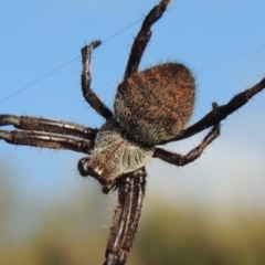 Hortophora sp. (genus) at Old Tuggeranong TSR - 17 Feb 2016