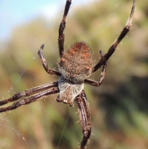 Hortophora sp. (genus) at Old Tuggeranong TSR - 17 Feb 2016