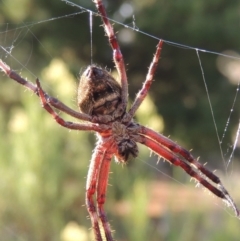 Hortophora sp. (genus) at Old Tuggeranong TSR - 17 Feb 2016