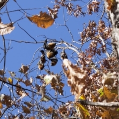 Pteropus poliocephalus (Grey-headed Flying-fox) at Parkes, ACT - 14 May 2013 by Alison Milton