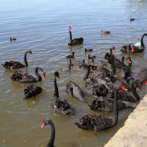 Cygnus atratus at Barton, ACT - 28 Mar 2015