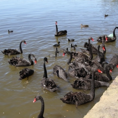 Cygnus atratus (Black Swan) at Lake Burley Griffin Central/East - 28 Mar 2015 by AlisonMilton