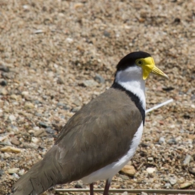 Vanellus miles (Masked Lapwing) at Yarralumla, ACT - 12 Nov 2016 by AlisonMilton