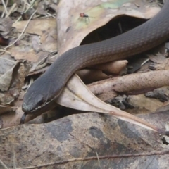 Drysdalia coronoides (White-lipped Snake) at Paddys River, ACT - 3 Mar 2015 by Christine