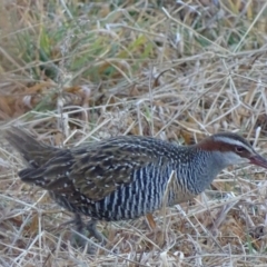 Gallirallus philippensis (Buff-banded Rail) at Fyshwick, ACT - 26 Jul 2017 by roymcd