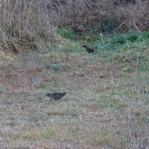 Gallirallus philippensis at Fyshwick, ACT - 26 Jul 2017