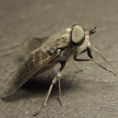 Dasybasis circumdata (March Fly) at Greenway, ACT - 29 Feb 2016 by MichaelBedingfield