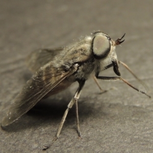 Dasybasis circumdata at Greenway, ACT - 29 Feb 2016 10:35 PM