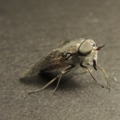 Dasybasis circumdata at Greenway, ACT - 29 Feb 2016 10:35 PM