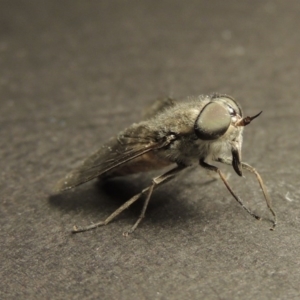 Dasybasis circumdata at Greenway, ACT - 29 Feb 2016 10:35 PM