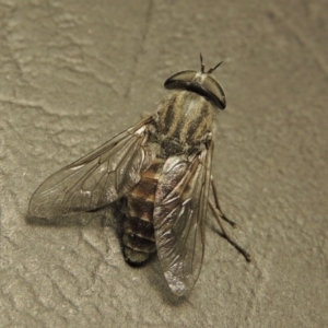 Dasybasis circumdata at Greenway, ACT - 29 Feb 2016 10:35 PM