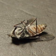 Dasybasis circumdata at Greenway, ACT - 29 Feb 2016 10:35 PM