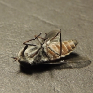 Dasybasis circumdata at Greenway, ACT - 29 Feb 2016 10:35 PM