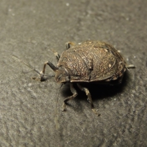 Platycoris rotundatus at Greenway, ACT - 29 Feb 2016 10:47 PM