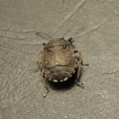 Platycoris rotundatus at Greenway, ACT - 29 Feb 2016 10:47 PM