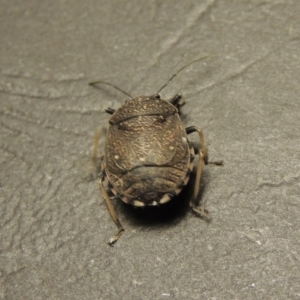 Platycoris rotundatus at Greenway, ACT - 29 Feb 2016 10:47 PM