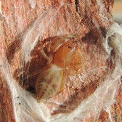 Clubiona sp. (genus) (Unidentified Stout Sac Spider) at Conder, ACT - 25 Apr 2016 by MichaelBedingfield