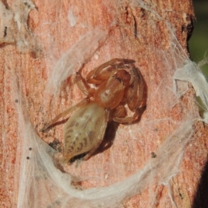 Clubiona sp. (genus) at Conder, ACT - 25 Apr 2016