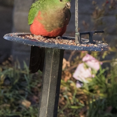 Alisterus scapularis (Australian King-Parrot) at Higgins, ACT - 2 Aug 2017 by Alison Milton