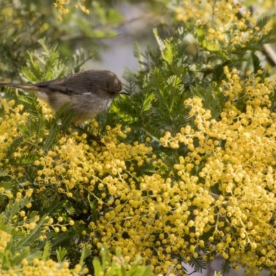 Acanthiza pusilla (Brown Thornbill) at The Pinnacle - 4 Aug 2017 by AlisonMilton